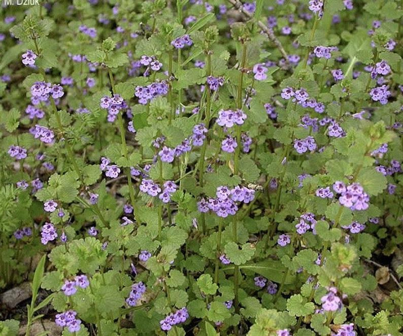 Ground Ivy Tincture, Ground Ivy extract, Sinus herb, Tinnitus, Detox herb  Glechoma hederacea | Reverence Botanicals
