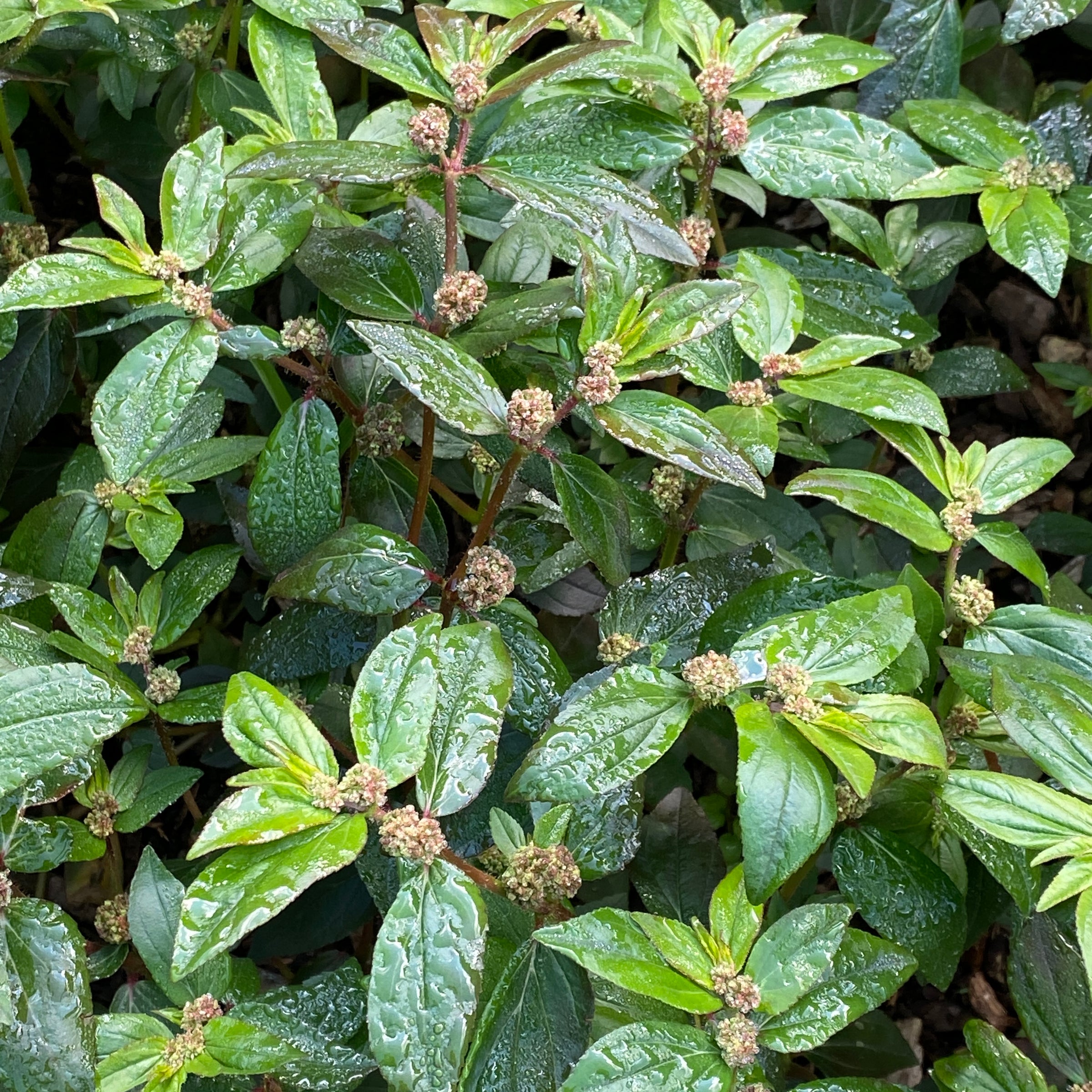 Asthma Weed, Euphorbia Hirta | Reverence Botanicals