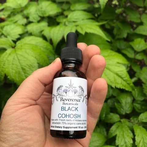 Black cohosh extract, black cohosh tincture, Fresh roots of black